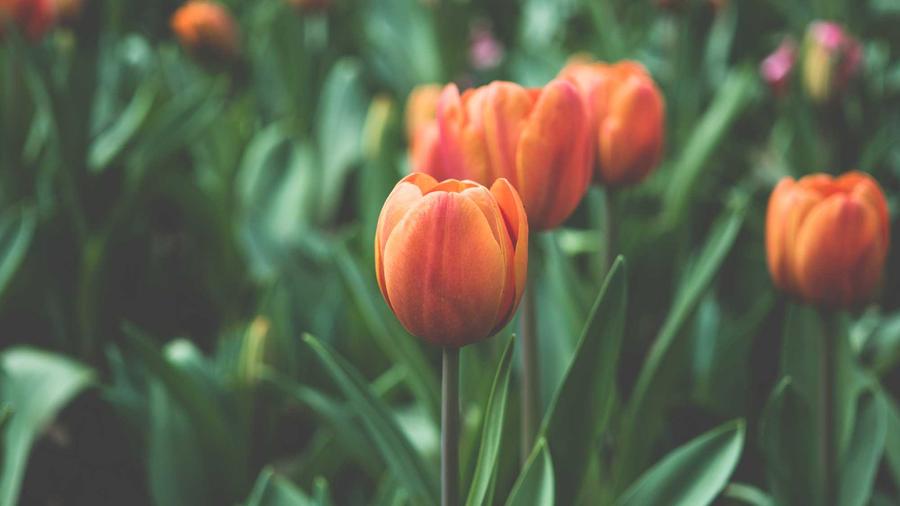货车司机车内生活视频走红网络